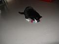 Spike & Zoey 30 oktober 2008 (2)